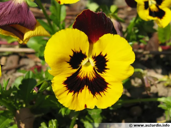 Pensée, Viola