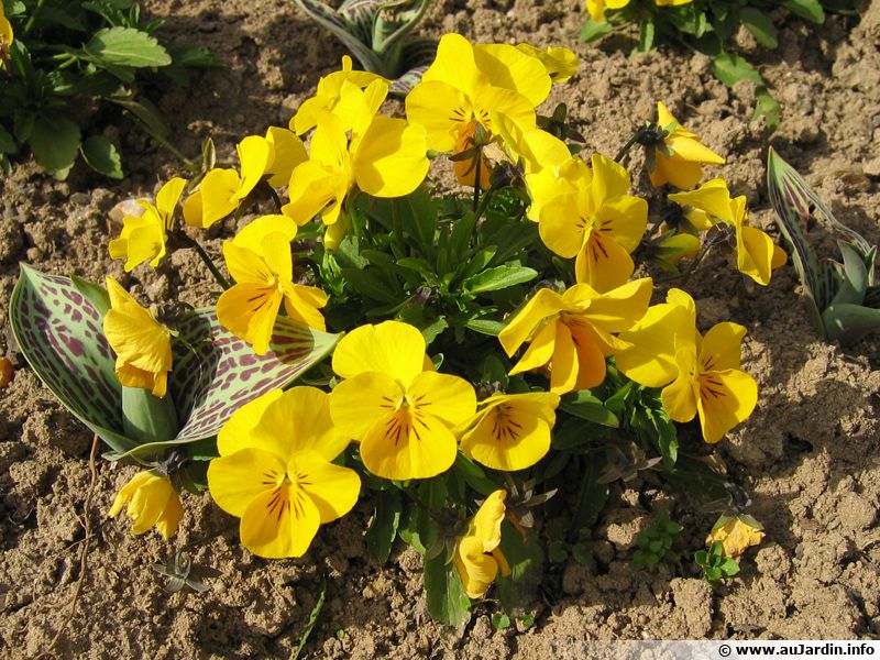 Pensée, Viola : planter, cultiver, multiplier