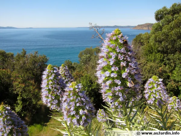 Des viprines aux fleurs bleues