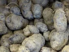 Pomme de terre vitelotte noire, Solanum tuberosum 'Vitelotte'