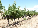 Viticulture et bio