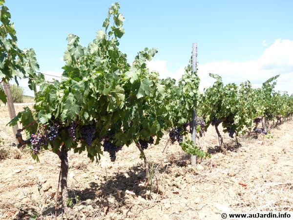 Culture du vin bio dans le sud de la France