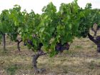 Vigne (Raisin), Vitis vinifera