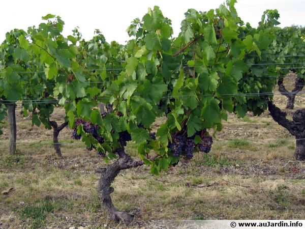 Les variétés de vignes