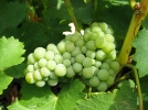 Une vigne  raisins au jardin