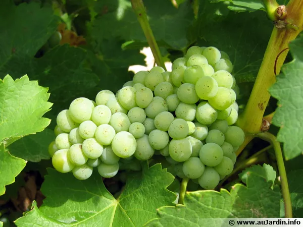 Une vigne  raisins au jardin