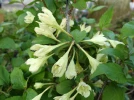 Weig�lia jaune,  Weigela subsessilis