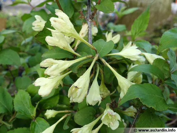 Weiglia jaune,  Weigela subsessilis 'Canary'