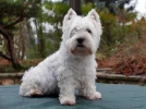 Le Westie, un chien affectueux