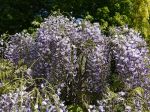 Glycine du Japon, Glycine floribonde, Wisteria floribunda 'Macrobotrys'
