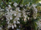 Glycine de Chine (Wisteria sinensis) : la grimpante spectaculaire � grappes mauves pour sublimer votre pergola