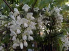 Glycine de Chine, Wisteria sinensis, Wisteria chinensis