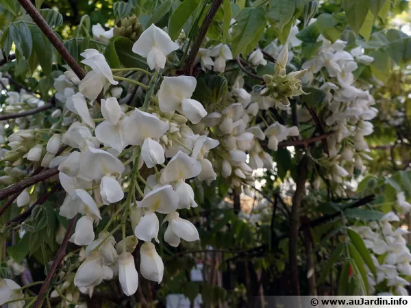 Glycine de Chine blanche, Wisteria sinensis 'Alba'