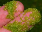 Wolffia arrhiza est une plante aquatique sans racines originaire du Brésil Wolffia arrhiza est une plante aquatique sans racines originaire du Brésil