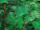 Pin de Wollemi, Wollemia nobilis