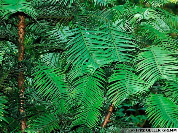 Pin de Wollimi, Wollemia nobilis