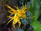 Brassada, Brassia x Ada