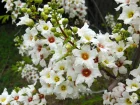 Xanthocras, Xanthoceras sorbifolium