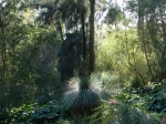 Arbre aux herbes, Black boy, Xanthorrhoea glauca