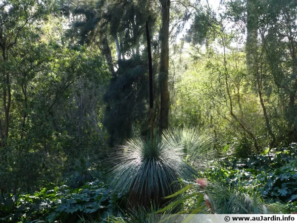 Arbre aux herbes, Black boy, Xanthorrhoea glauca