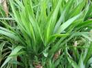 Rempoter un yucca d'intrieur