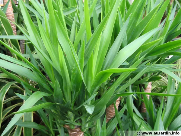 Le yucca vendu en jardinerie