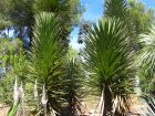 Palmier noir, Yucca decipiens