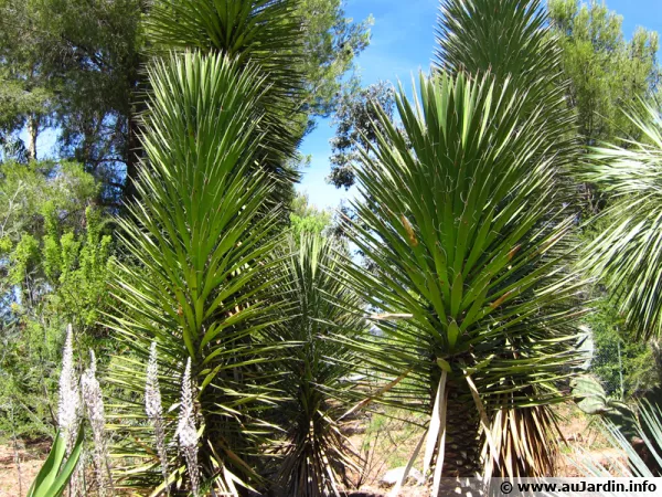 Yucca decipiens