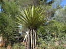 Yucca de Faxon, Yucca faxoniana
