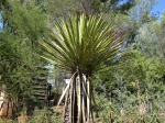 Yucca de Faxon, Yucca faxoniana
