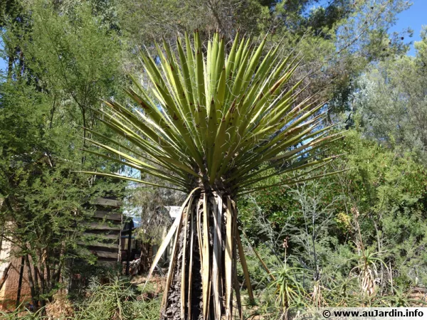 Yucca de Faxon, Yucca faxoniana