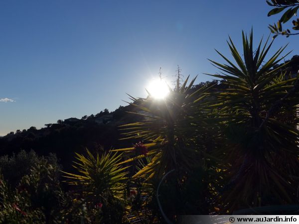 Le soleil est apprécié des yuccas elephantides pour une ambiance méditerranéenne