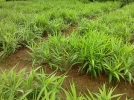 Les plantes aphrodisiaques