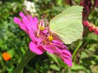 10 plantes pour attirer les papillons