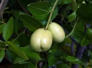 Jujubier Lang (Jujube), Dattier chinois, Datte rouge, Ziziphus jujuba 'Lang'