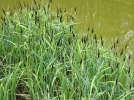 Planter en zone humide