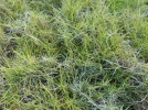Gazon des Mascareignes, Zoysia tenuifolia