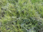 Gazon des Mascareignes, Zoysia tenuifolia