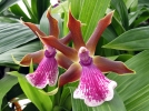 Zygopetalum