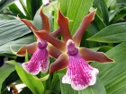 Zygopetalum