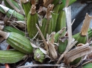 Le bouturage des orchides  pseudo-bulbes