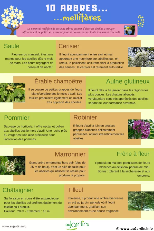 10 arbres mellifres