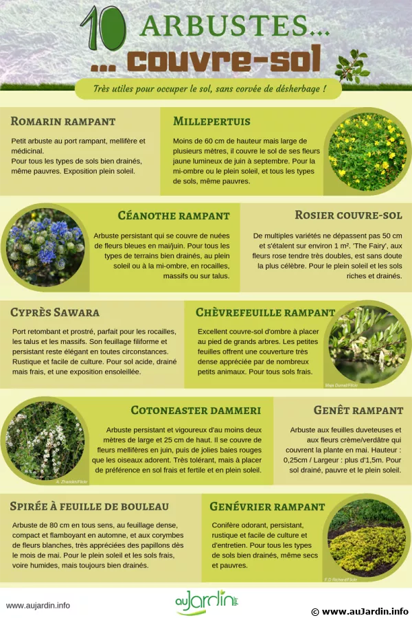 10 arbustes couvre-sol