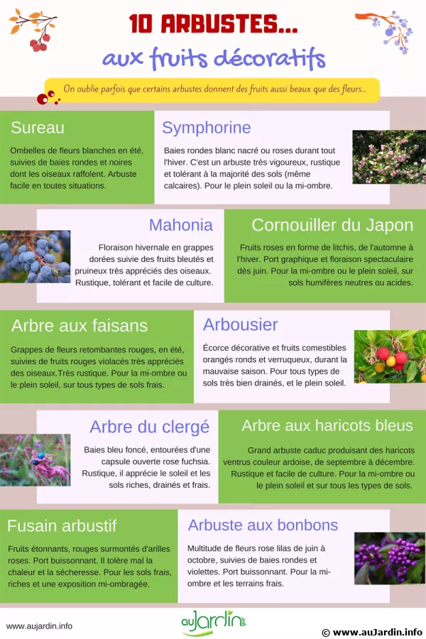 10 arbustes aux fruits dcoratifs