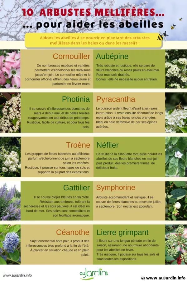 10 arbustes mellifres