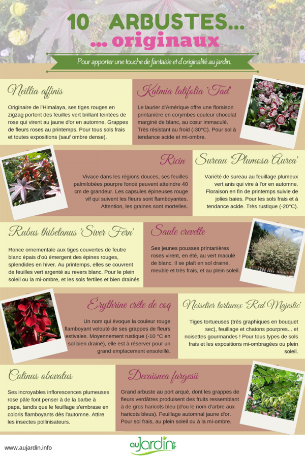 10 arbustes originaux
