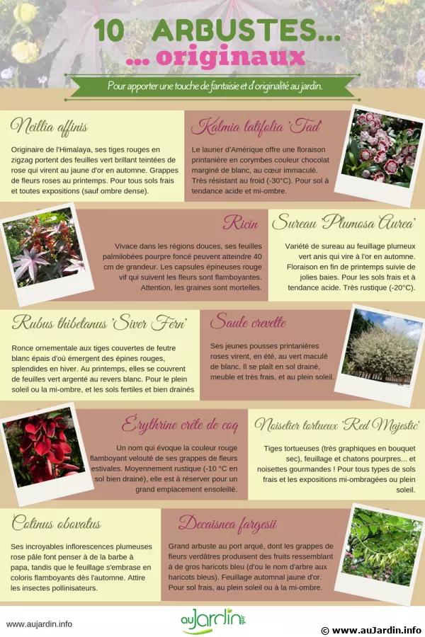 10 arbustes originaux