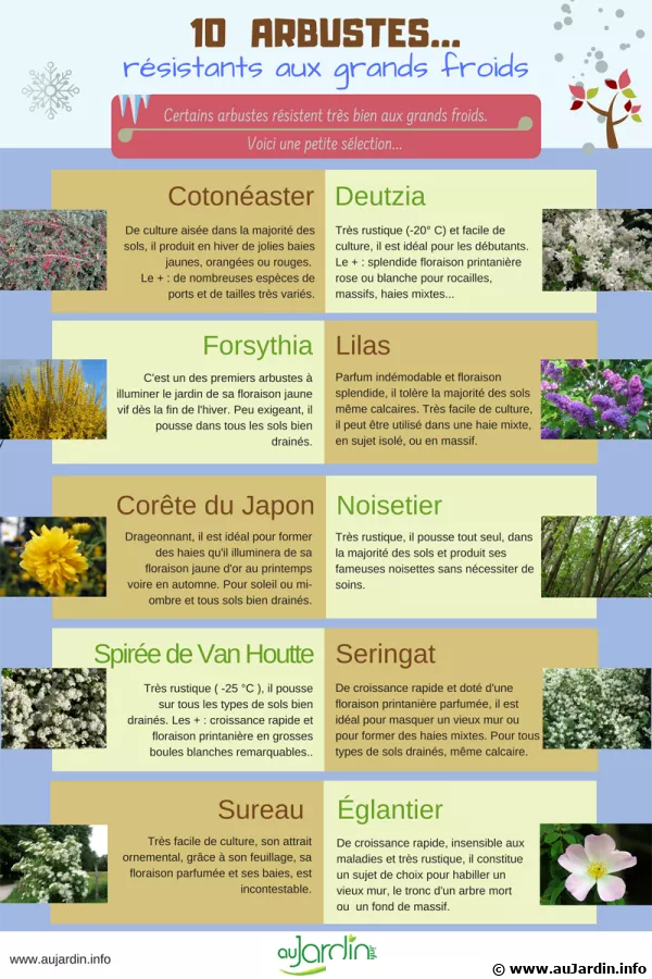 10 arbustes rsistants aux grands froids