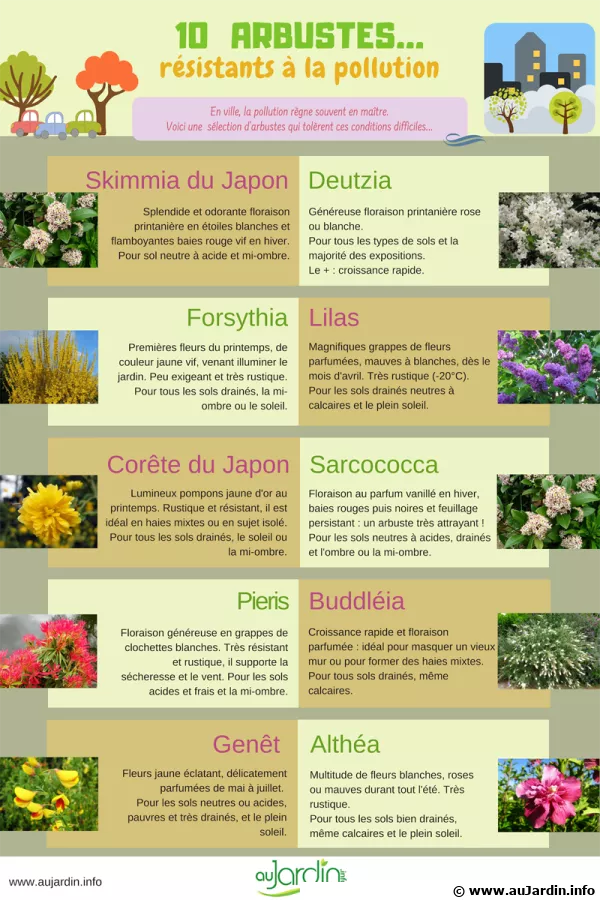 10 arbustes rsistants  la pollution