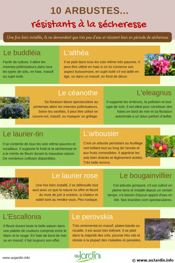 10 arbustes rsistants  la scheresse